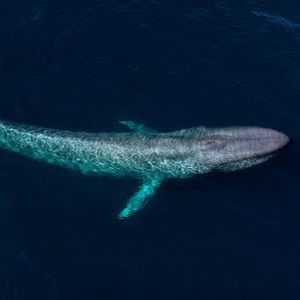 Meet your Posher, Kobe